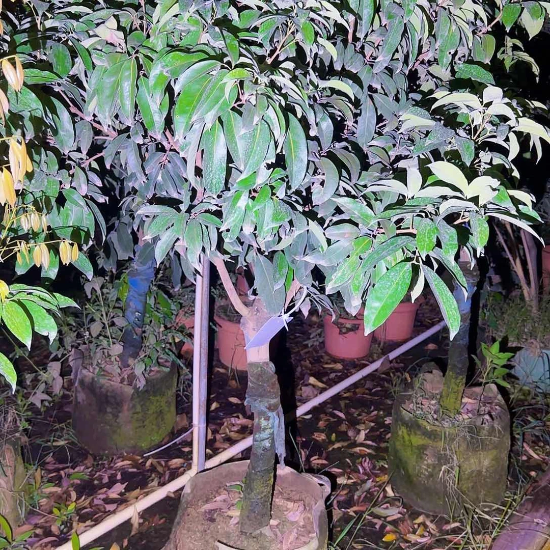 四***哥无花朵果树11111111111111