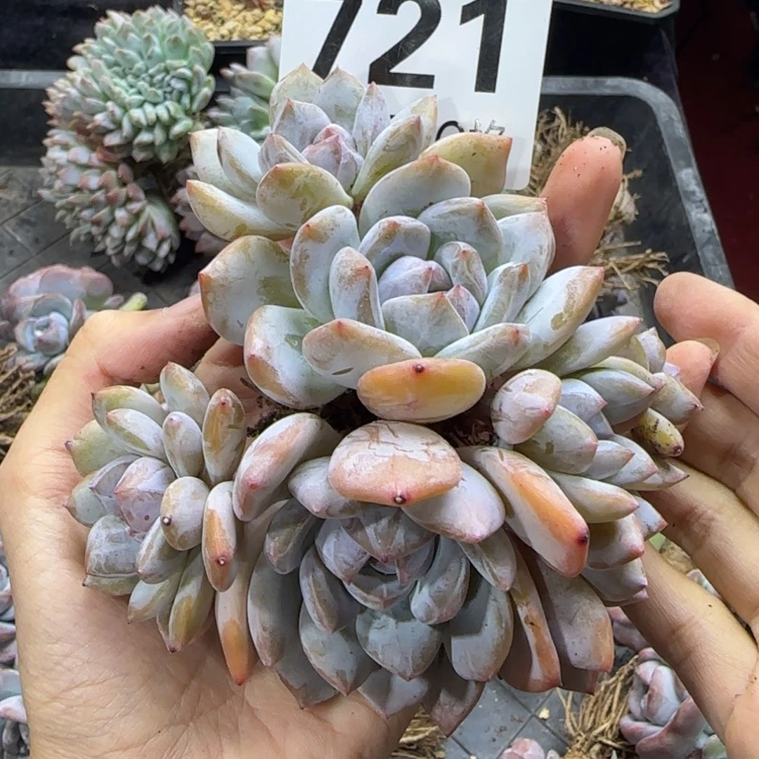 星影小脸石榴籽8头一物一拍721