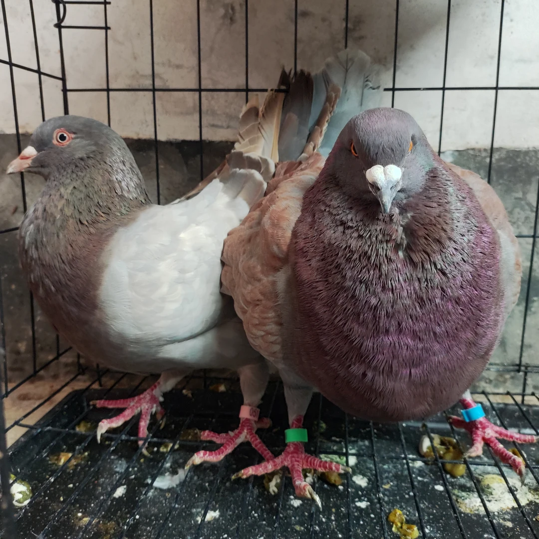 放养大体生鲜活肉鸽子煲汤鸽子元宝鸽观赏鸽两只装