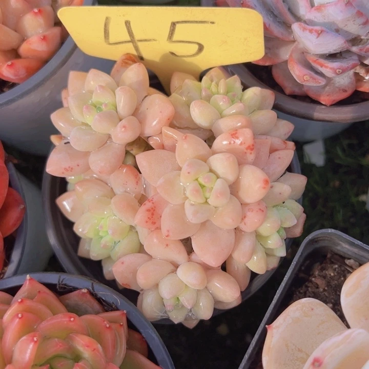 健健康康平平安安