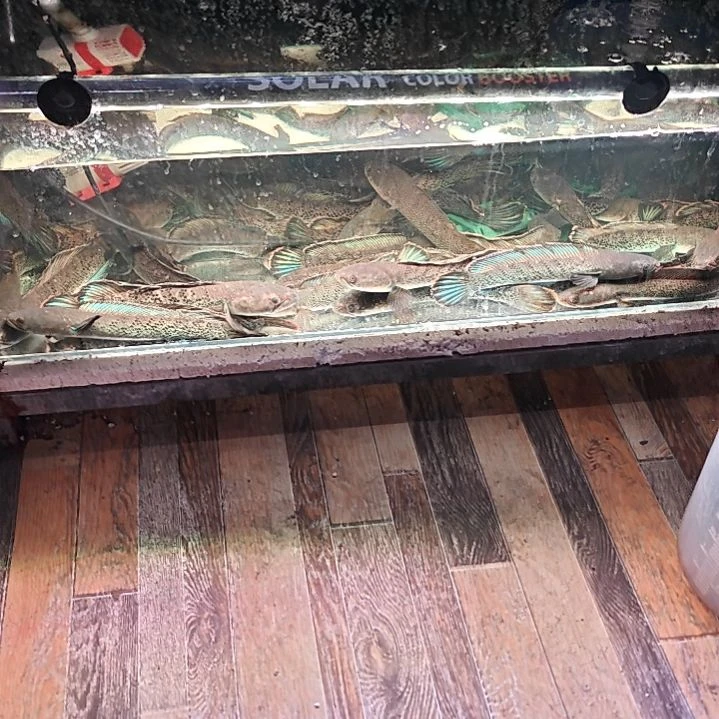 雷龙蓝宝石雷龙，鬼王雷龙