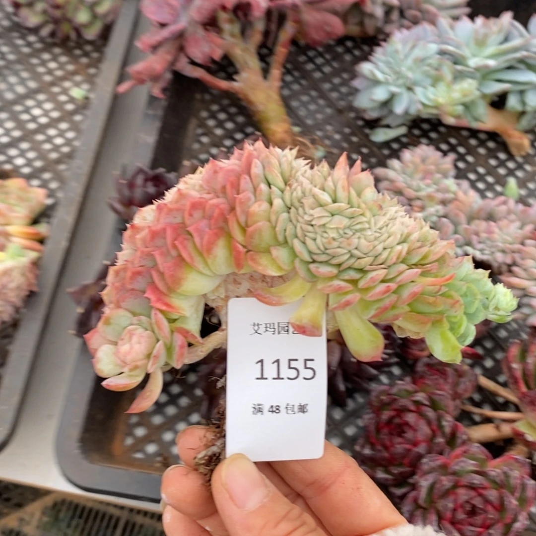 贝瑞缀化多肉多肉1155