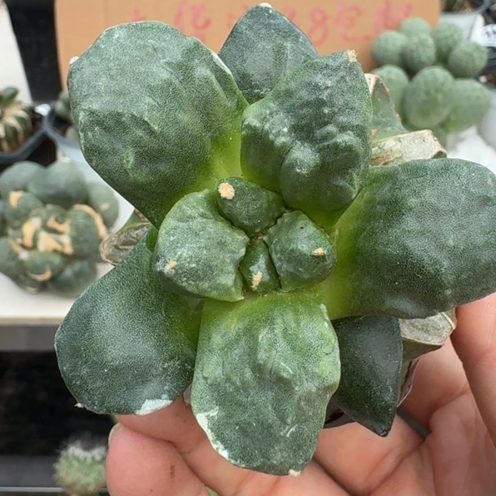 【闪购商品】无花朵丸尤怒