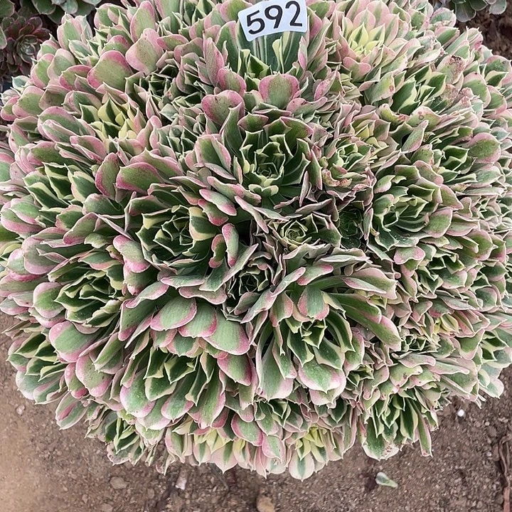 白***璐592白凤多肉植物的