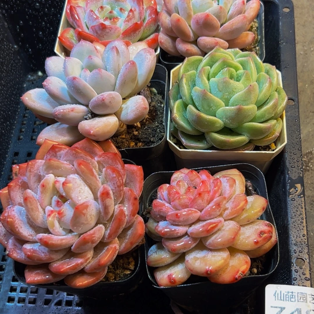 749徐哥哥哥哥哥哥沟沟壑壑