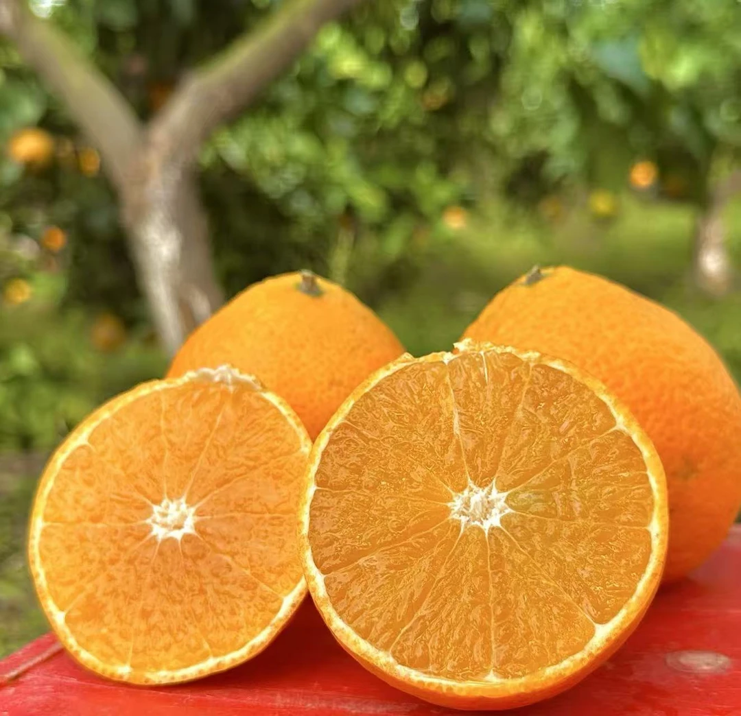 红美人泉水柑生态种植果冻橙,自然成熟