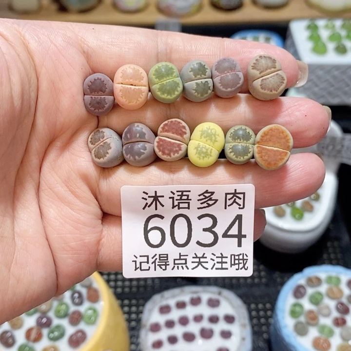 带盆土发货 精美盆栽6034