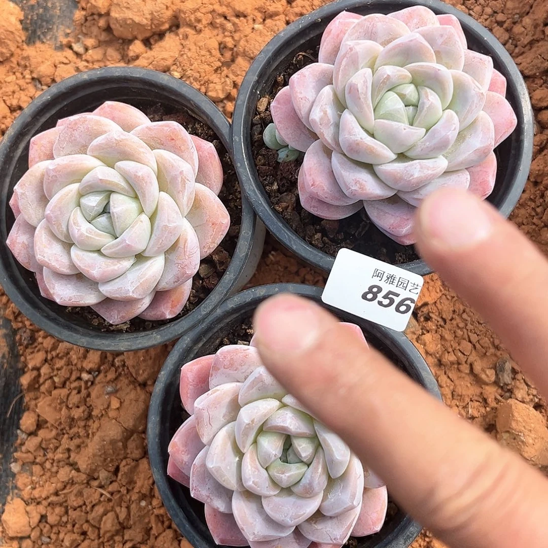 阿雅园艺。         856