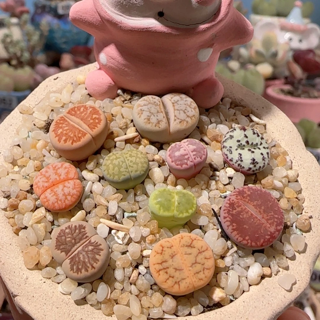 T生石花拼盆盆口5cm