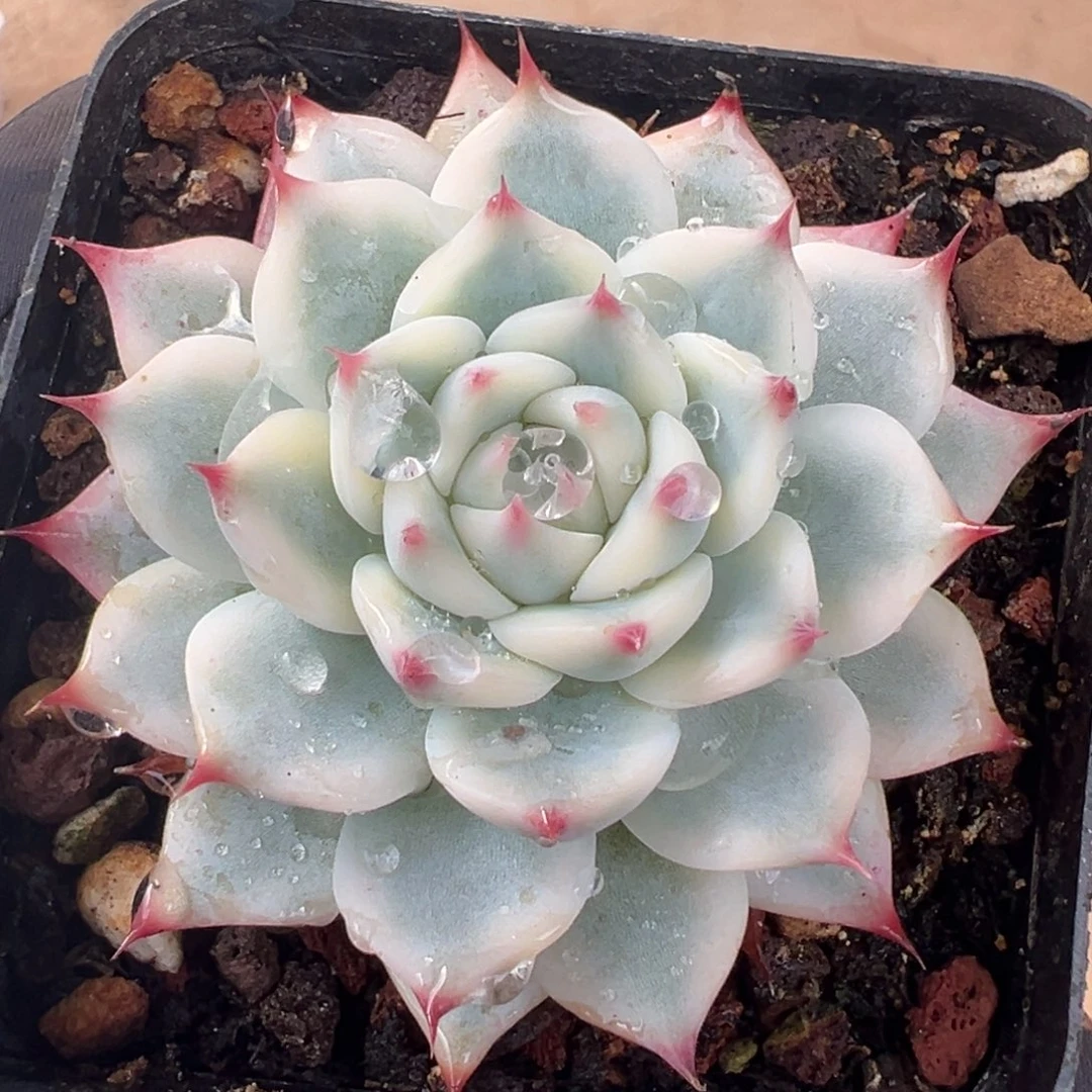 吉娃娃锦，覆轮锦福利炸一颗