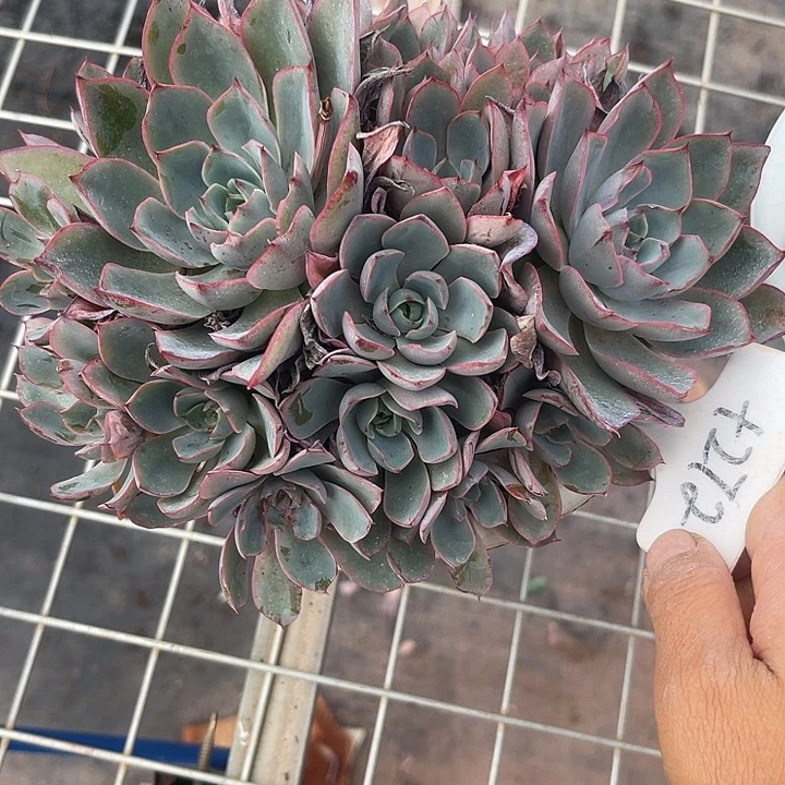 晨语多肉，一物一拍272赫拉