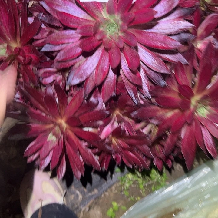 季*风多肉植物一物一拍110
