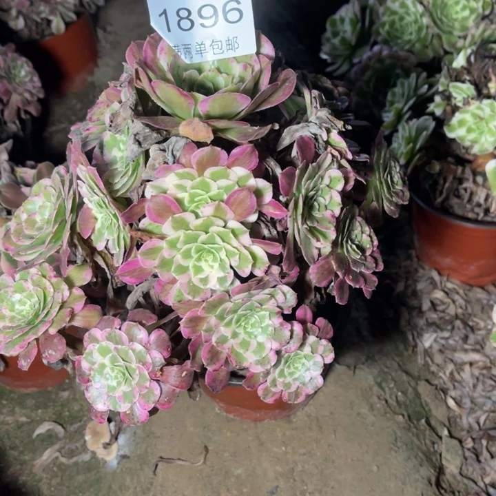 霁月的人多肉的人1896