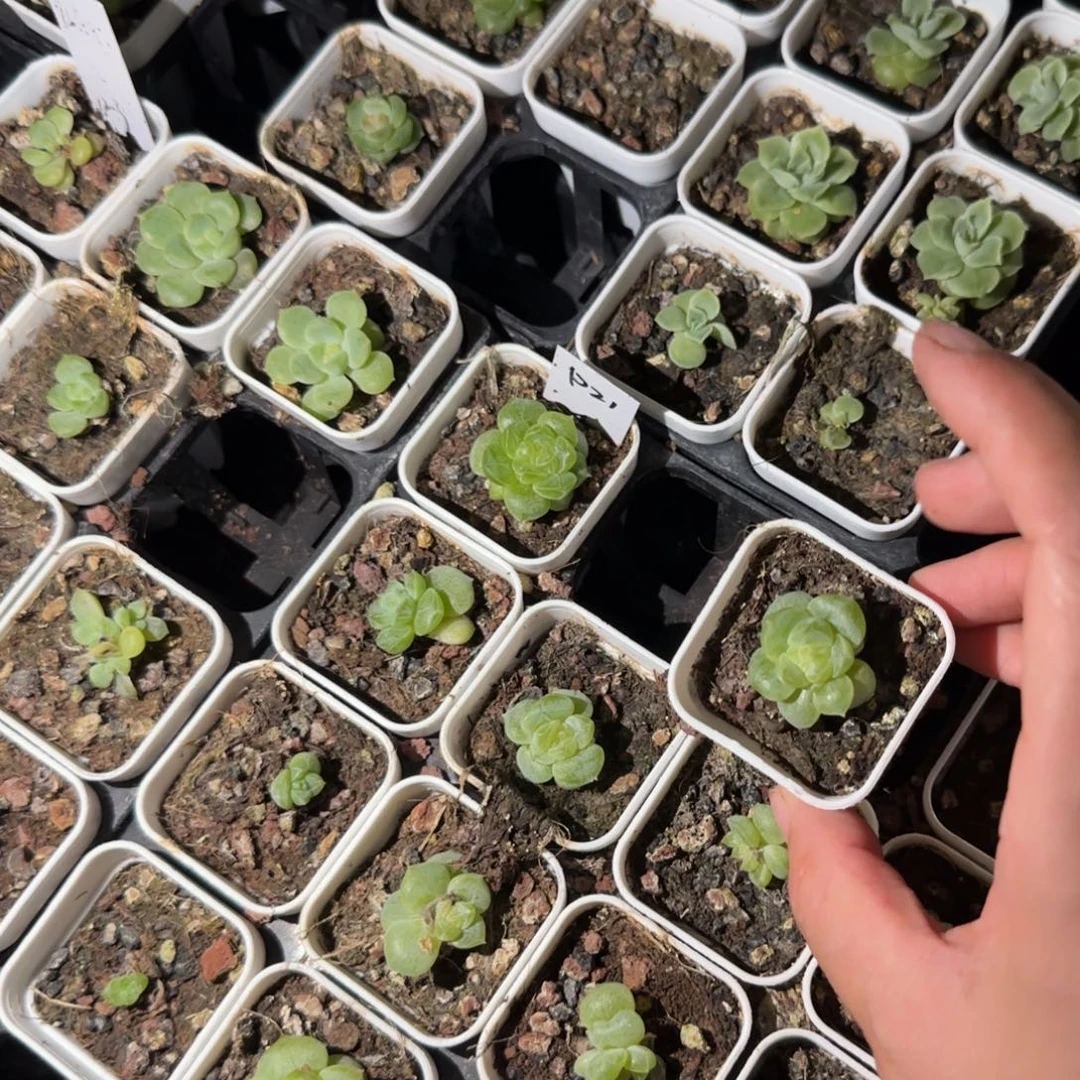 P21 中苗盆外棚一个满25包邮