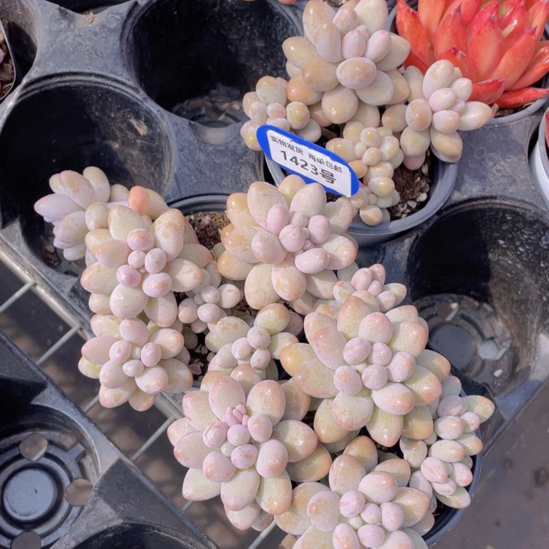 1425号 汤圆大群生五头起一个