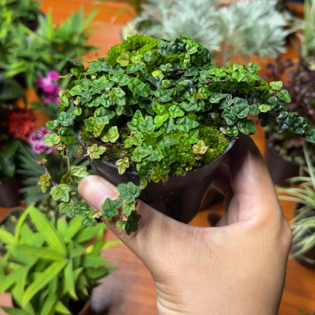 不开花植物V****g掌叶霹雳