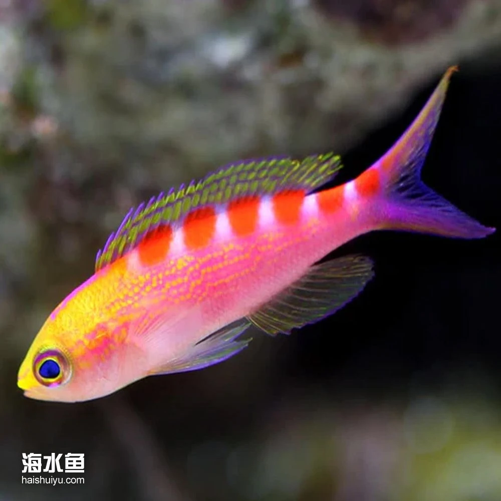 海水观赏鱼，金虎纹宝石