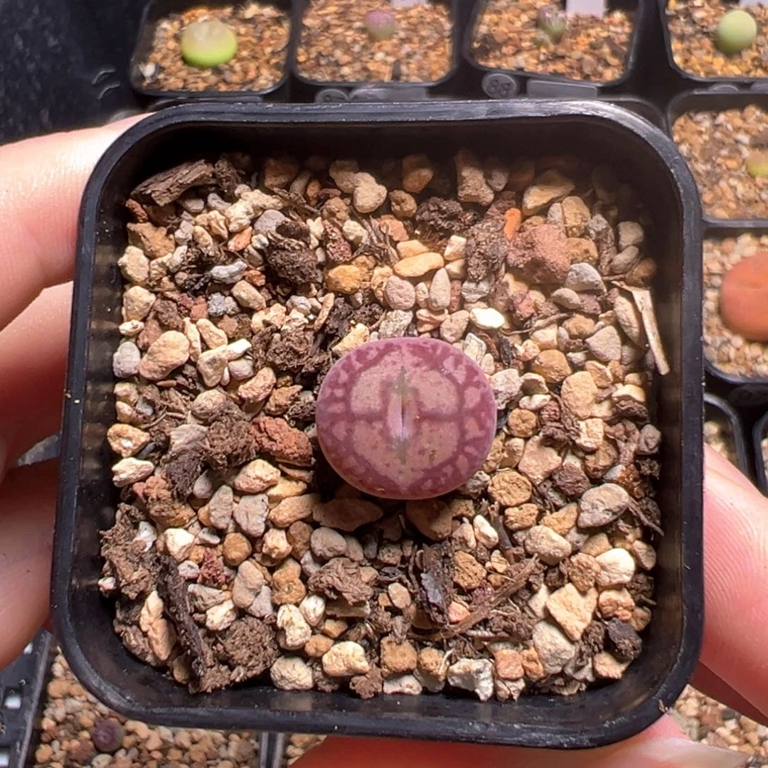 11-107   墨杂一棵