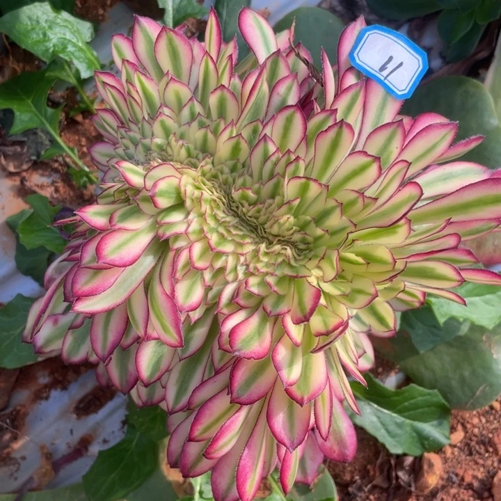 11嫁接月蝉缀化法师锦锦