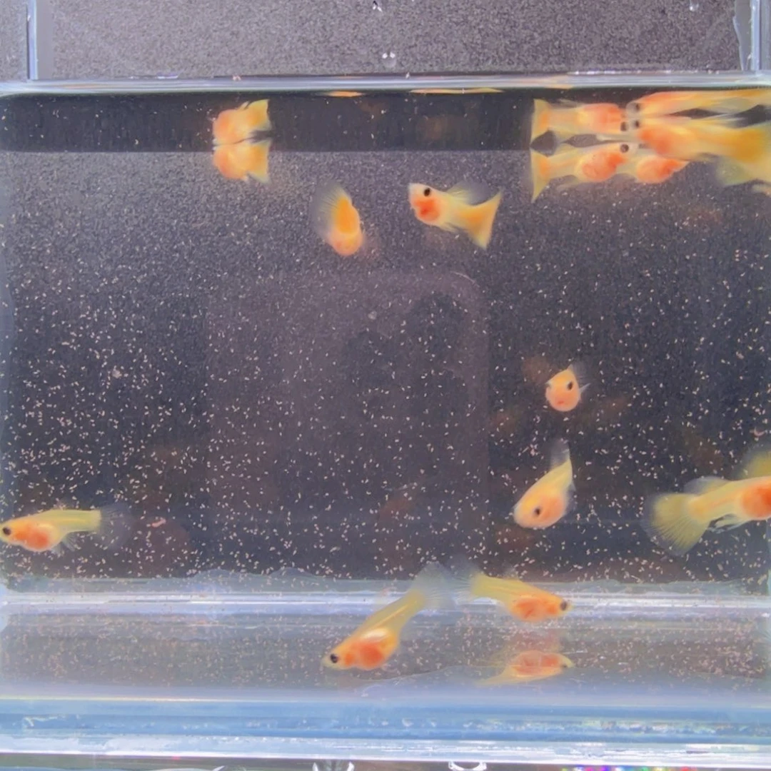 孔雀鱼幻彩粉猫短体两对