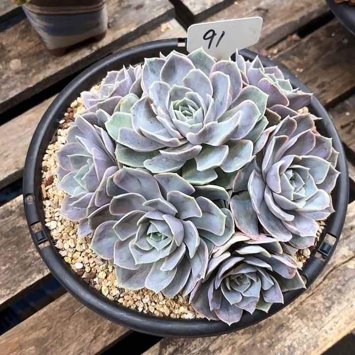 多肉植物，蓝忘惊喜91号