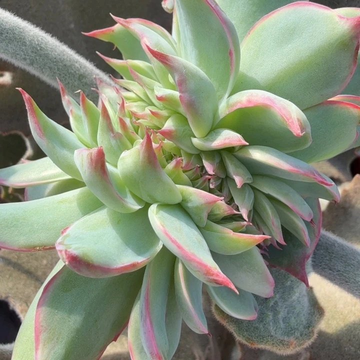 惊鸿仙子缀化多肉植物