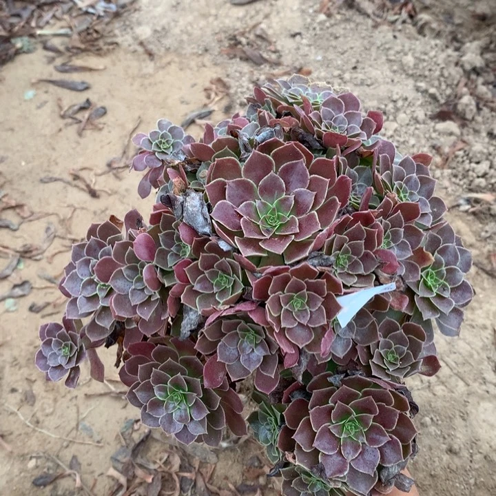 128荷兰玫瑰手捧4号