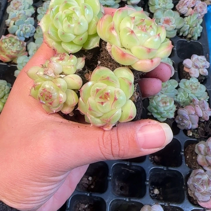 新店开播福利靓拍383号