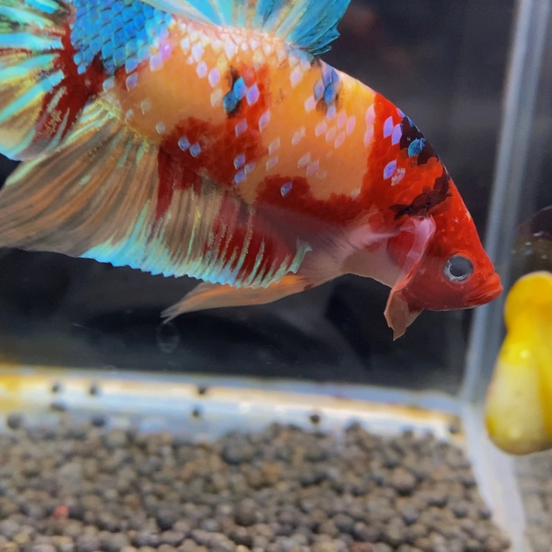 斗鱼304巨斗11111