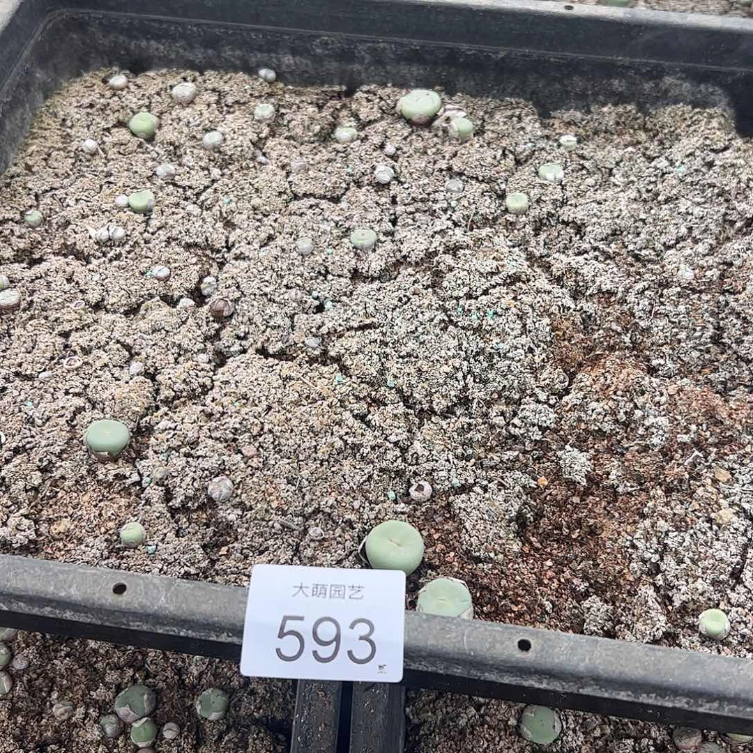 清框脱土发无售后默认有疤。   593