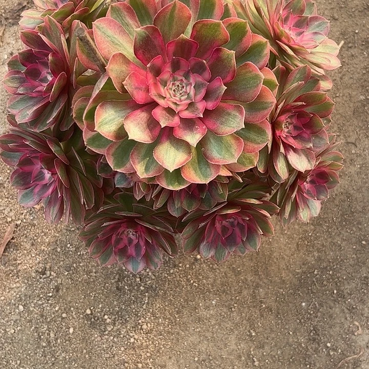 昱***妈多肉植物火龙果锦…………