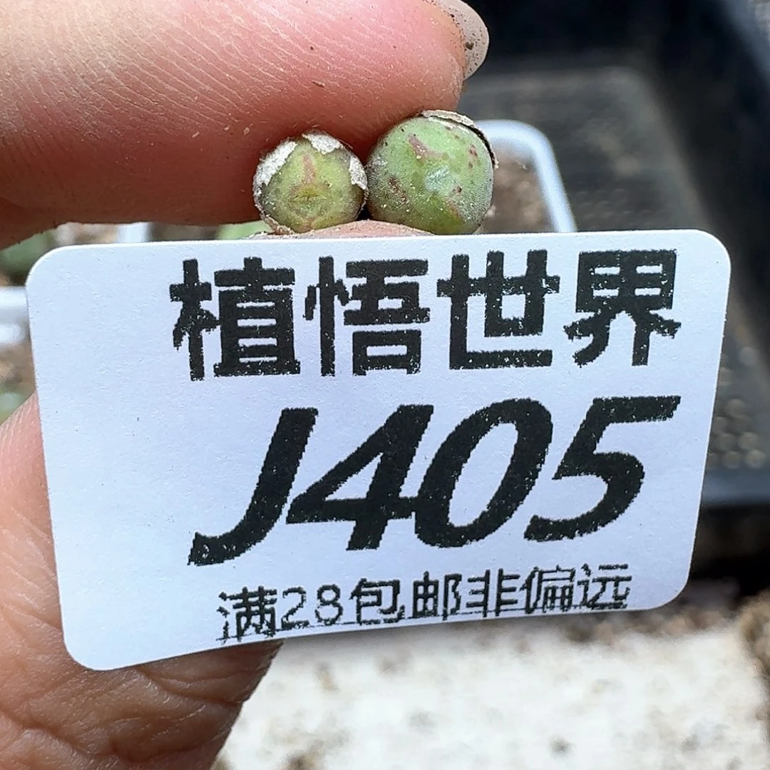 多肉植物的润泽额