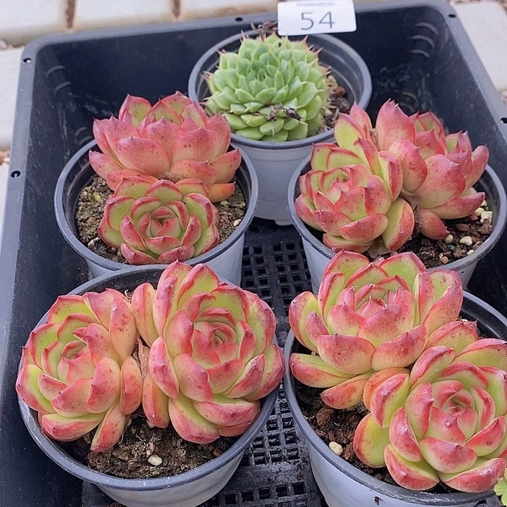 54 多肉植物盆栽植物