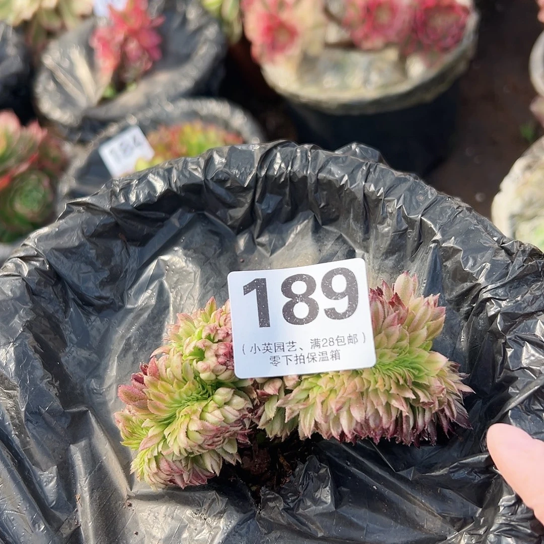 多肉植物多肉植物189