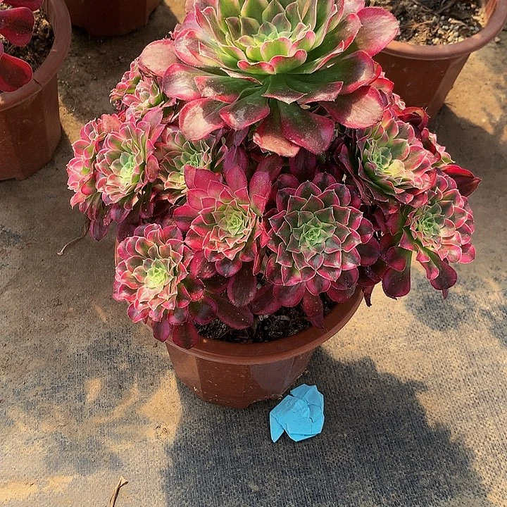 秋**雪天河多肉25700000