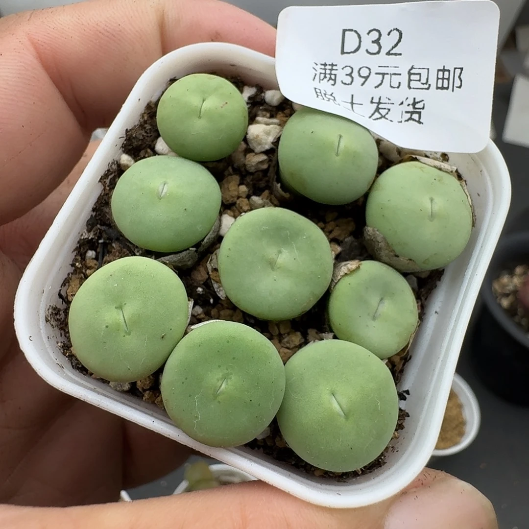 32多肉哈哈哈哈哈哈哈