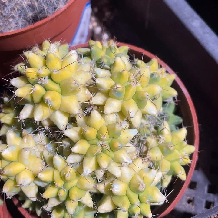 石生根黄菠萝群满25包邮