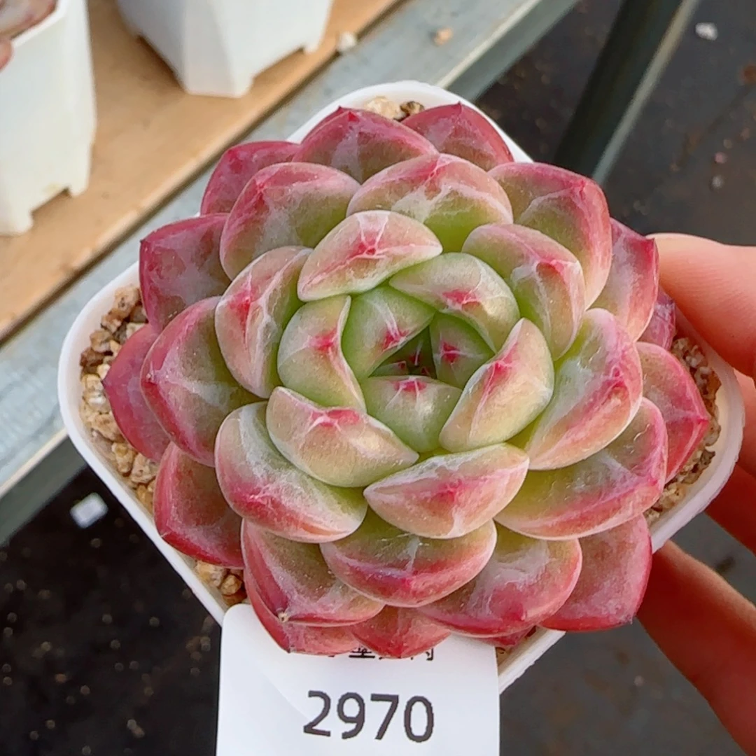 孤品珍妮，2970多肉植物