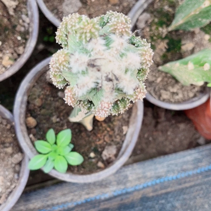 老花龙三角嫁接仙人球一大草原