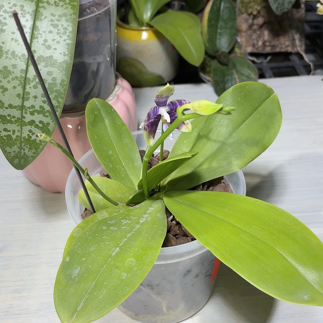 M***X大部分花苞少量开放