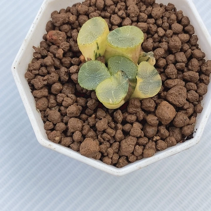 十二卷玉露锦夜光杯万象