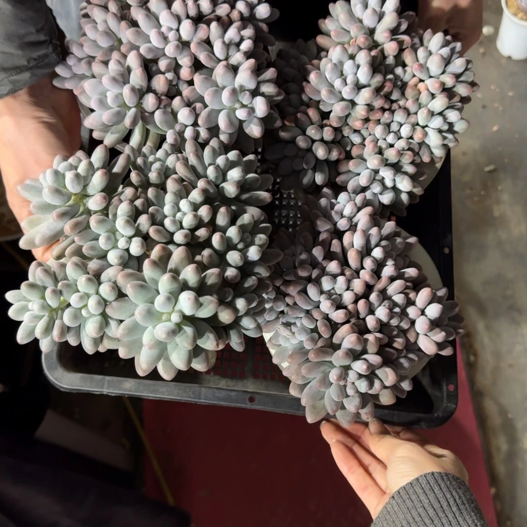 顾***娴4颗汤圆群一物一拍