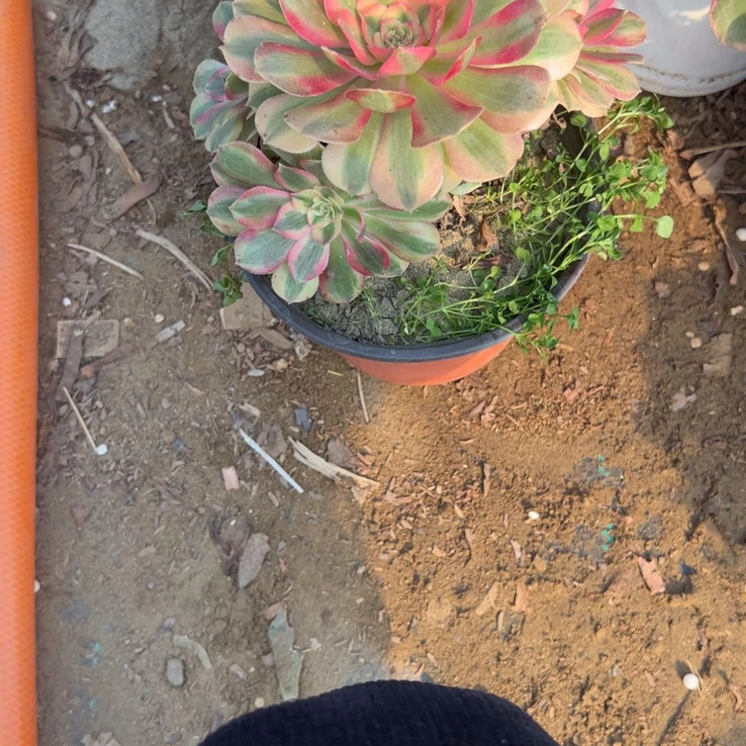 595倾城多肉植物法师