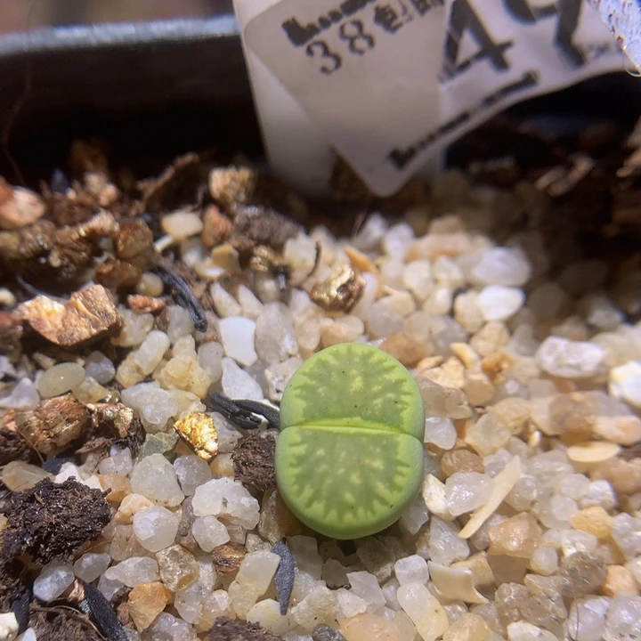 zzz精品生石花49