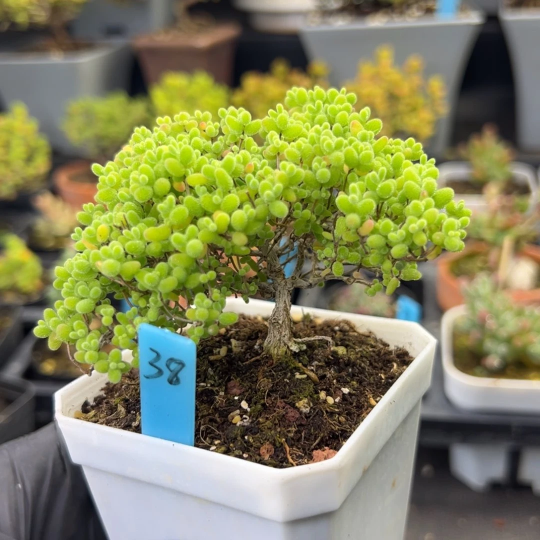 飘枝蜜橘翅膀款38号