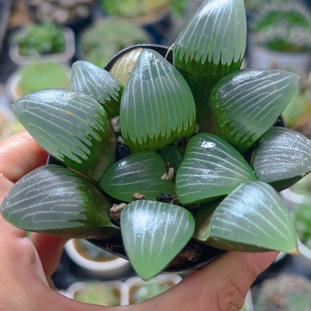 电路板玉露多肉1