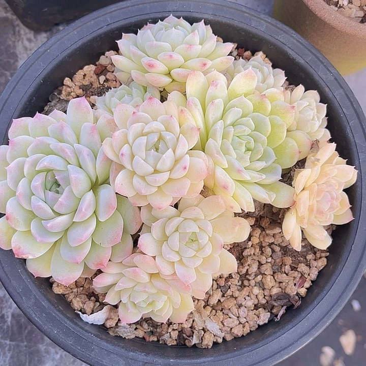 女王杂15177多肉植物
