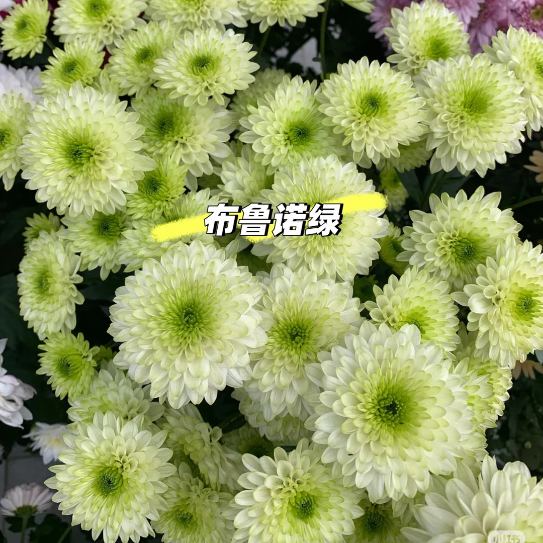 【布鲁诺绿】盆栽菊花高颜值室内外养鲜花花期长基地直发