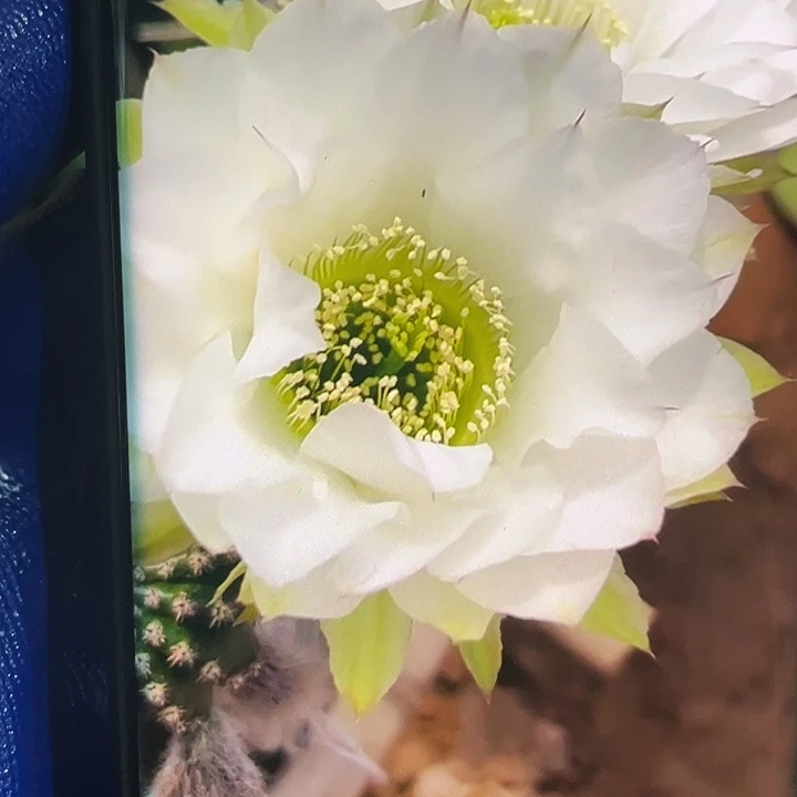 翠柳侧芽3-4公分歪丑满18包邮