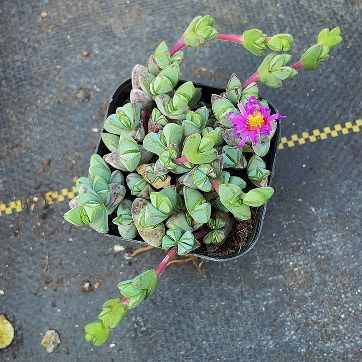 碧玉莲2.8带盆土发